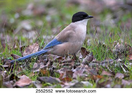 Azure-winged magpie (Cyanopica cyana) in field View Large Photo Image Stock Image - Azure-winged magpie (Cyanopica cyana) in field . Fotosearch