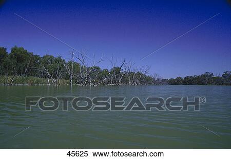 Bare gum trees in river, Murray River, Australia View Large Photo Image Stock Photography - Bare gum trees in river, Murray River, Australia . Fotosearch