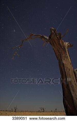 Stock Image - Bare tree in the desert, low angle view . Fotosearch