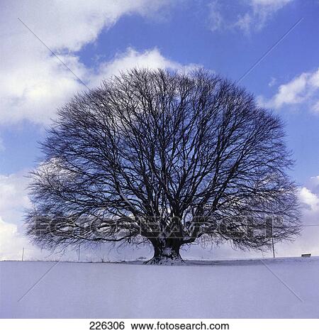 Stock Photograph - Bare tree on polar landscape, Germany . Fotosearch