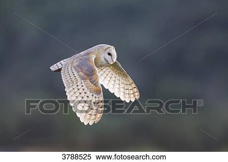 Barn Owl (Tyto alba) flying View Large Photo Image Stock Photography - Barn Owl (Tyto alba) flying . Fotosearch