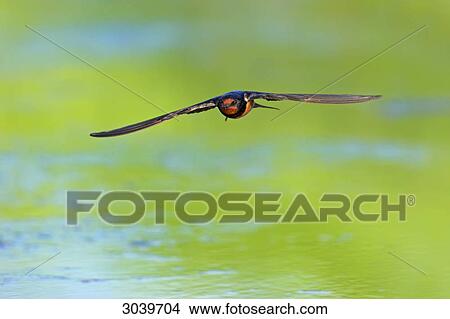 Barn Swallow (Hirundo rustica) in gliding flight over water surface, front view View Large Photo Image Picture - Barn Swallow (Hirundo rustica) in gliding flight over water surface, front view . Fotosearch