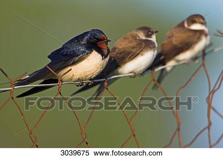 Barn Swallows (Hirundo rustica) sitting on chain-link fence View Large Photo Image Stock Photography - Barn Swallows (Hirundo rustica) sitting on chain-link fence . Fotosearch