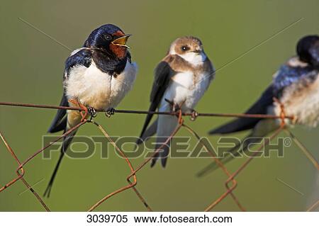 Barn Swallows (Hirundo rustica) sitting on chain-link fence View Large Photo Image Stock Photography - Barn Swallows (Hirundo rustica) sitting on chain-link fence . Fotosearch