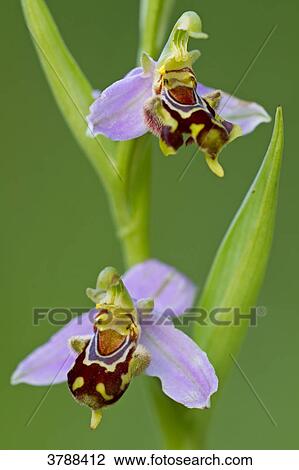 Bee Orchid (Ophrys apifera), close-up View Large Photo Image Stock Image - Bee Orchid (Ophrys apifera), close-up . Fotosearch
