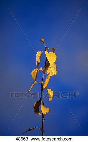 Birch leaves against blue sky View Large Photo Image Stock Image - Birch leaves against blue sky . Fotosearch