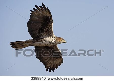 Bird of prey flying against blue sky View Large Photo Image Stock Image - Bird of prey flying against blue sky . Fotosearch