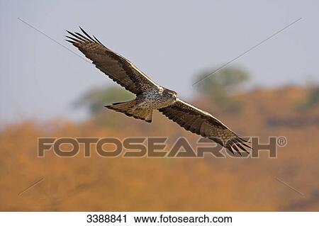 Stock Image - Bird of prey flying, low angle view . Fotosearch