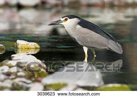 Black-crowned Night Heron (Nycticorax nycticorax) standing in water, side view View Large Photo Image Stock Image - Black-crowned Night Heron (Nycticorax nycticorax) standing in water, side view . Fotosearch