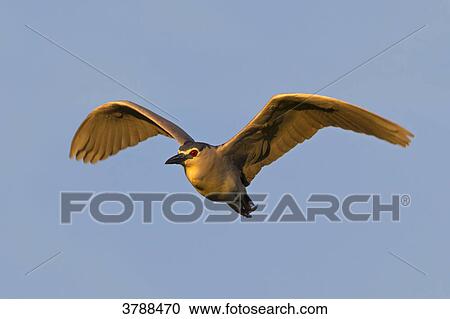 Stock Image - Black-crowned Night Heron (Nycticorax nycticorax) flying . Fotosearch