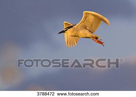 Black-crowned Night Heron (Nycticorax nycticorax) flying View Large Photo Image Stock Image - Black-crowned Night Heron (Nycticorax nycticorax) flying . Fotosearch