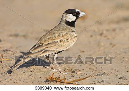 Black-crowned Sparrow-lark (Eremopterix nigriceps), side view View Large Photo Image Stock Image - Black-crowned Sparrow-lark (Eremopterix nigriceps), side view . Fotosearch