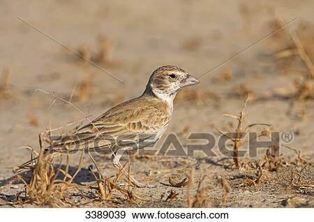 Black-crowned Sparrow-lark (Eremopterix nigriceps), side view View Large Photo Image Stock Photo - Black-crowned Sparrow-lark (Eremopterix nigriceps), side view . Fotosearch