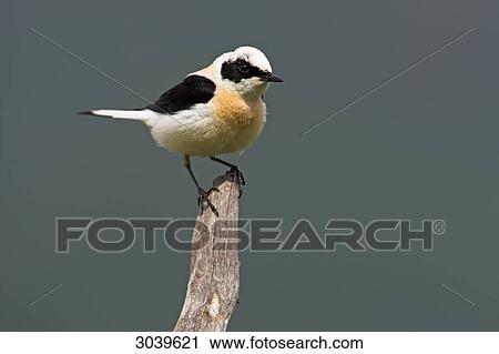 Black-eared Wheatear (Oenanthe hispanica) sitting on branch View Large Photo Image Stock Image - Black-eared Wheatear (Oenanthe hispanica) sitting on branch . Fotosearch