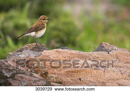 Black-eared Wheatear (Oenanthe hispanica) sitting on rock, side view View Large Photo Image Stock Photo - Black-eared Wheatear (Oenanthe hispanica) sitting on rock, side view . Fotosearch