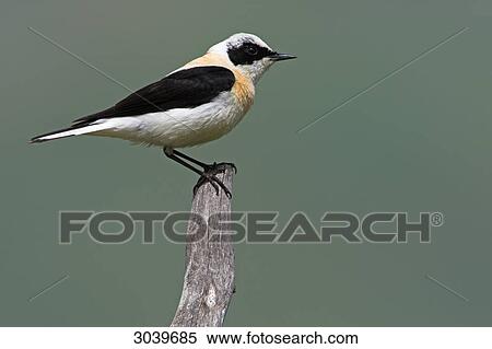 Black-eared Wheatear (Oenanthe hispanica) sitting on branch, side view View Large Photo Image Stock Photography - Black-eared Wheatear (Oenanthe hispanica) sitting on branch, side view . Fotosearch