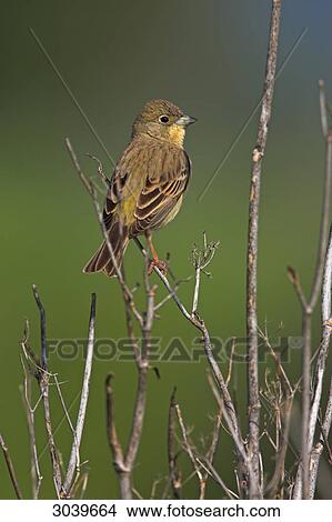 Picture - Black-headed Bunting (Emberiza melanocephala) sitting on twig, side view . Fotosearch