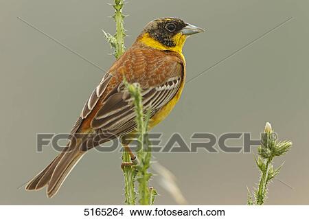 Black-headed Bunting, Emberiza melanocephala View Large Photo Image Picture - Black-headed Bunting, Emberiza melanocephala . Fotosearch