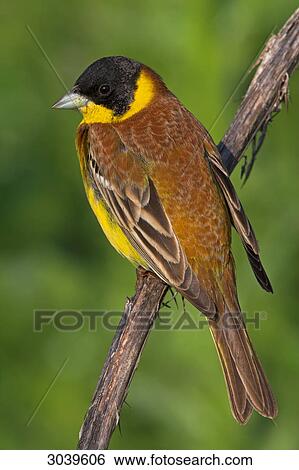 Stock Photograph - Black-headed Bunting (Emberiza melanocephala) sitting on branch, close-up . Fotosearch