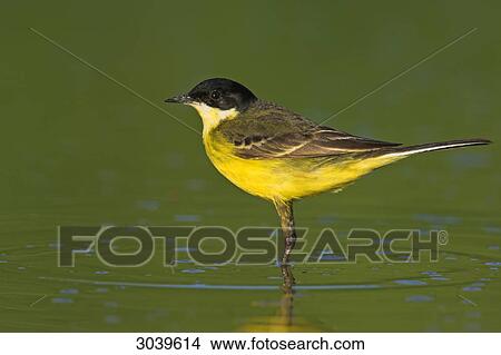 Picture - Black-headed Wagtail (Motacilla flava feldegg) standing in water, side view . Fotosearch