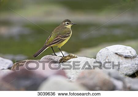Black-headed Wagtail (Motacilla flava feldegg) sitting on waterside stone, side view View Large Photo Image Stock Photograph - Black-headed Wagtail (Motacilla flava feldegg) sitting on waterside stone, side view . Fotosearch