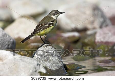 Black-headed Wagtail (Motacilla flava feldegg) sitting on stone on the waterfront, side view View Large Photo Image Stock Photography - Black-headed Wagtail (Motacilla flava feldegg) sitting on stone on the waterfront, side view . Fotosearch