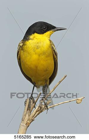 Stock Photography - Black-headed Yellow Wagtail, Motacilla flava . Fotosearch