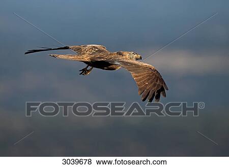 Black Kite (Milvus migrans) in gliding flight, with copy space View Large Photo Image Stock Photo - Black Kite (Milvus migrans) in gliding flight, with copy space . Fotosearch