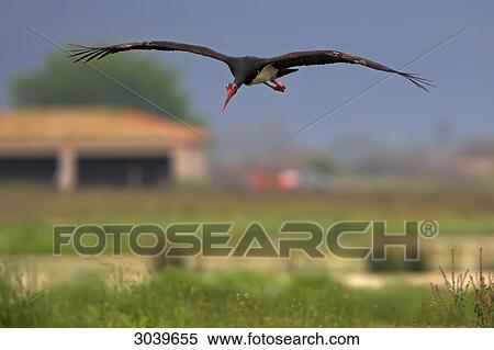 Black Stork (Ciconia nigra) in gliding flight, front view View Large Photo Image Stock Photography - Black Stork (Ciconia nigra) in gliding flight, front view . Fotosearch