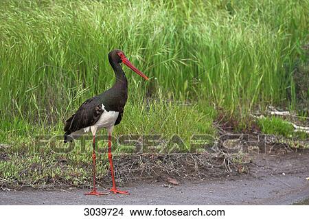 Picture - Black Stork (Ciconia nigra) standing on dirt track, side view . Fotosearch