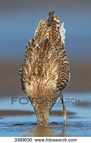 Black-tailed godwit (Limosa limosa) with its head in mudflat, close-up View Large Photo Image Stock Image - Black-tailed godwit (Limosa limosa) with its head in mudflat, close-up . Fotosearch