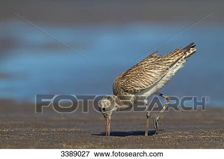 Black-tailed godwit (Limosa limosa) foraging in mudflat, side view View Large Photo Image Stock Photo - Black-tailed godwit (Limosa limosa) foraging in mudflat, side view . Fotosearch