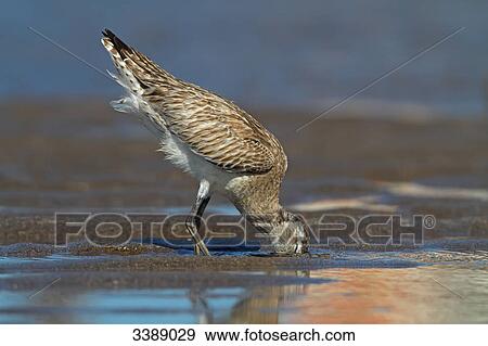 Black-tailed godwit (Limosa limosa) foraging in mudflat, side view View Large Photo Image Stock Photo - Black-tailed godwit (Limosa limosa) foraging in mudflat, side view . Fotosearch