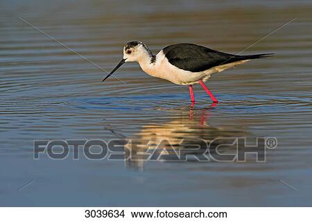 Black-winged Stilt (Himantopus himantopus) wading through water, side view View Large Photo Image Picture - Black-winged Stilt (Himantopus himantopus) wading through water, side view . Fotosearch