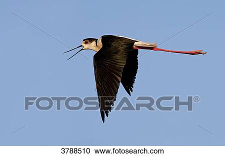 Stock Image - Black-winged Stilt (Himantopus himantopus) flying . Fotosearch
