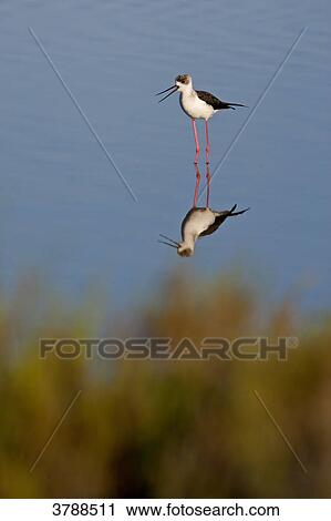 Stock Image - Black-winged Stilt (Himantopus himantopus) wading in water . Fotosearch
