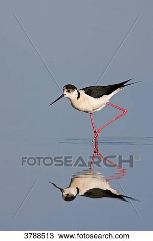 Black-winged Stilt (Himantopus himantopus) wading in water View Large Photo Image Stock Image - Black-winged Stilt (Himantopus himantopus) wading in water . Fotosearch