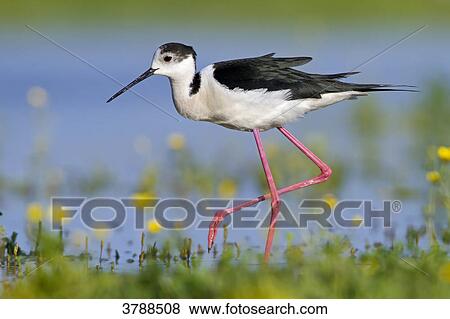 Black-winged Stilt (Himantopus himantopus) wading in water View Large Photo Image Stock Photo - Black-winged Stilt (Himantopus himantopus) wading in water . Fotosearch