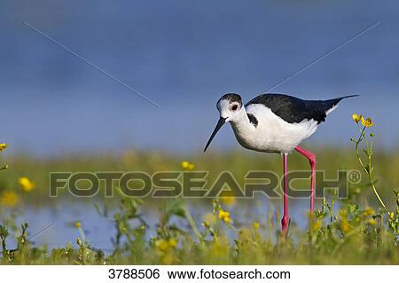 Stock Photograph - Black-winged Stilt (Himantopus himantopus) wading in water . Fotosearch