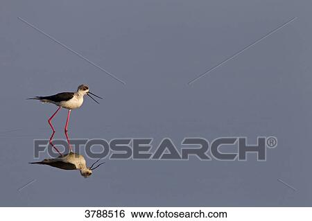 Stock Photograph - Black-winged Stilt (Himantopus himantopus) wading in water . Fotosearch