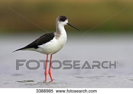 Stock Photography - Black-winged Stilt (Himantopus himantopus) standing in the water, side view . Fotosearch