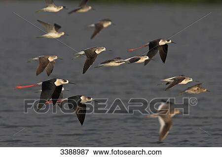 Black-winged Stilts (Himantopus himantopus) and Greenshanks (Tringa nebularia) flying View Large Photo Image Stock Photo - Black-winged Stilts (Himantopus himantopus) and Greenshanks (Tringa nebularia) flying . Fotosearch