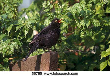 Blackbird (Turdus merula) on wooden plank View Large Photo Image Stock Photography - Blackbird (Turdus merula) on wooden plank . Fotosearch