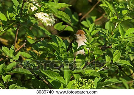 Stock Image - Blackcap (Sylvia atricapilla) sitting in shrub . Fotosearch