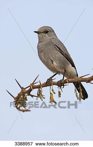 Blackstart (Cercomela melanura) sitting on a twig View Large Photo Image Stock Photo - Blackstart (Cercomela melanura) sitting on a twig . Fotosearch
