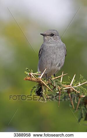 Stock Photo - Blackstart (Cercomela melanura) sitting on a twig, close-up . Fotosearch