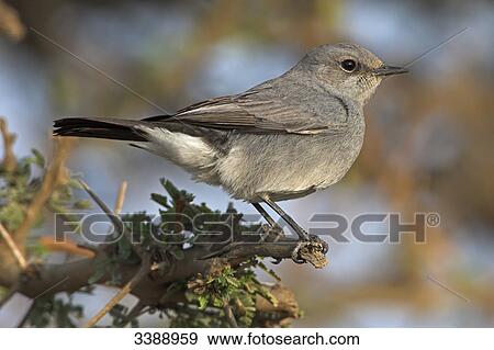 Blackstart (Cercomela melanura) sitting on a twig, close-up  View Large Photo Image Stock Photo - Blackstart (Cercomela melanura) sitting on a twig, close-up . Fotosearch