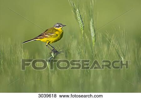 Stock Photo - Blue-headed Yellow Wagtail (Motacilla flava flava) sitting on ear, side view . Fotosearch