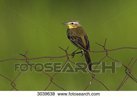 Blue-headed Yellow Wagtail (Motacilla flava flava) sitting on chainlink fence View Large Photo Image Stock Photo - Blue-headed Yellow Wagtail (Motacilla flava flava) sitting on chainlink fence . Fotosearch