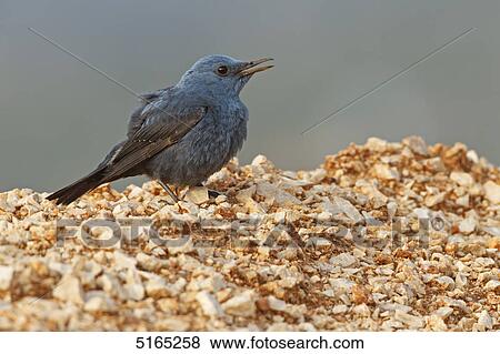 Stock Photo - Blue Rock Thrush, Monticola solitarius . Fotosearch
